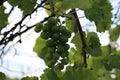 Green grapes hanging from the tree in summer day Royalty Free Stock Photo