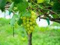 Green grapes hanging on vine, young green in vineyard. Royalty Free Stock Photo