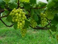 Green grapes hanging on vine, young green in vineyard. Royalty Free Stock Photo