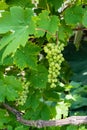 Green grapes haning