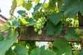 Green grapes haning