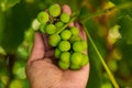 Green grapes hidden among the foliage from good care in women hand with garden natural Royalty Free Stock Photo