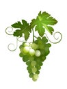 Green grapes - illustration - eps