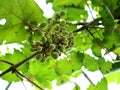 Green grapes in Indonesian farmers' gardens