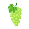 Green grapes isolated on white background. Bunch of green grapes with stem and leaf. Cartoon style. Vector illustration for any Royalty Free Stock Photo