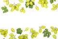 Green grapes isolated on the white background with copy space for your text. Top view. Flat lay pattern Royalty Free Stock Photo