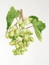 Green grapes with leaves. Watercolor drawing.