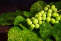 Green grapes Royalty Free Stock Photo