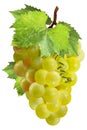 Realistic illustration of a bunch of ripe appetizing green grapes with leaves isolated on a white background.