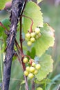 Green grapes ripen on branch of the vine on hot summer day Royalty Free Stock Photo