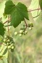 Green grapes ripen on branch of the vine on hot summer day Royalty Free Stock Photo