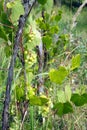 Green grapes ripen on branch of the vine on hot summer day