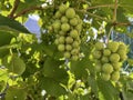 green grapes ripen on the branches in the garden Royalty Free Stock Photo