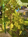 green grapes ripen on the branches in the garden