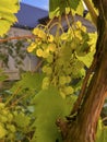 green grapes ripen on the branches in the garden