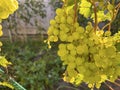 green grapes ripen on the branches in the garden