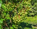 Green grapes ripen in the peasant garden on a autumn day Royalty Free Stock Photo