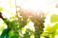 Green grapes ripen on the tree. Growing grapes Royalty Free Stock Photo