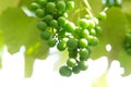 Green grapes ripen on the tree. Growing grapes Royalty Free Stock Photo