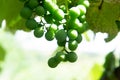 Green grapes ripen on the tree. Growing grapes Royalty Free Stock Photo