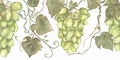 Green grapes seamless border illustration, harvest clip art. Watercolor hand painted grapes repeat frame. Italian vinery concept