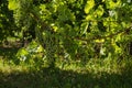 Green grapes in spring vineyard Royalty Free Stock Photo