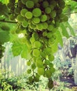 Green grapes in summer garden