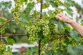 Green grapes on summer vine, multiple bunches
