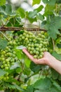 Green grapes on summer vine, multiple bunches