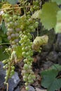 Green grapes are sweet and tasty and are used to make white wine