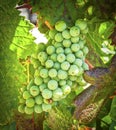 Green Grapes, Winery Temecula, California Royalty Free Stock Photo