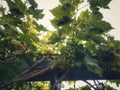 Green grapes tree with grapes hanging Royalty Free Stock Photo