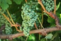 Green grapes on vine Royalty Free Stock Photo