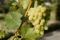 Green grapes on vine Royalty Free Stock Photo