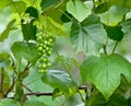 Green Grapes on the Vine