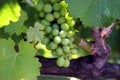 Green Grapes on the Vine