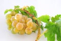 Green grapes on vine Royalty Free Stock Photo