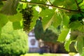 Green grapes on sunlit vine branches, Mateus Vineyards, Portugal Royalty Free Stock Photo