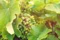 Green grapes, vine and leaves background Royalty Free Stock Photo