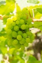 Green grapes on vine