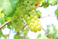 Green grapes on vine sunset time Royalty Free Stock Photo