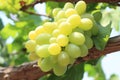 Green grapes on vine sunset time Royalty Free Stock Photo