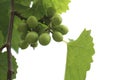 Green grapes on vine in a vineyard,green grapes for make white