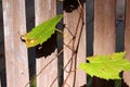 Green Grapes vine Royalty Free Stock Photo