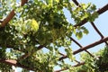 Green Grapes Vine Yard Royalty Free Stock Photo