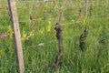 Green Grapes Vines in Vineyard during Spring Royalty Free Stock Photo