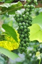 Green grapes in a vineyard