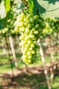 Green Grapes in Vineyard Royalty Free Stock Photo