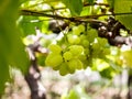 Green grapes in a vineyard in maharashtra india