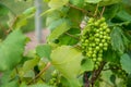 Green Grapes on Vinyard Vines Royalty Free Stock Photo